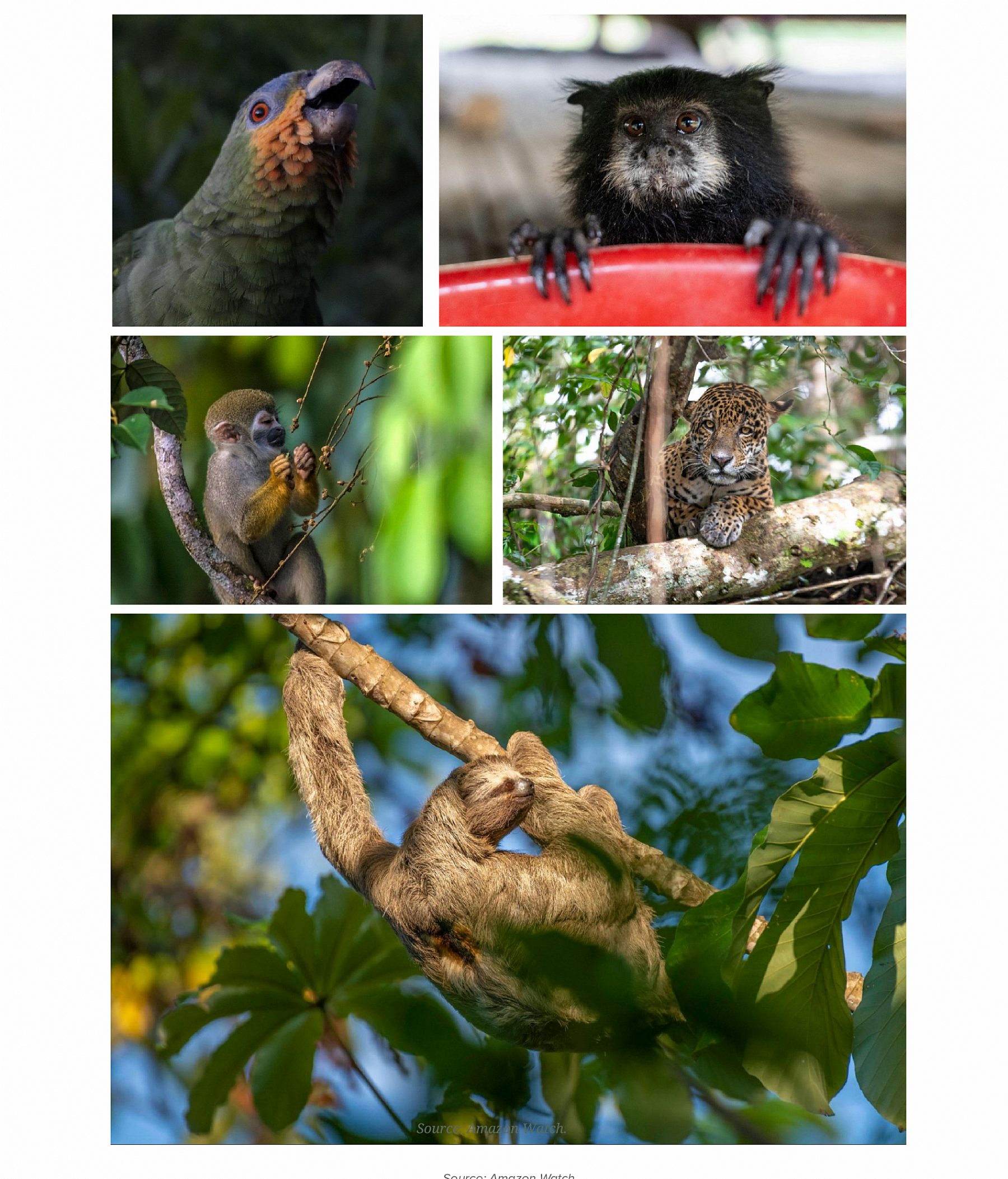 Mamazonia blog 05